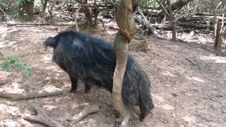 Ossabaw Island Boar Hog Rubbing Tree [upl. by Manchester693]