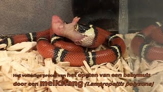 Melkslang Lampropeltis polyzona eet een babymuis volledig gefilmd  Milk snake eats a mouse [upl. by Lewis]