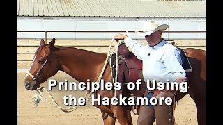 Horse Training Hackamore Bosal Principles  How To Train A Horse Using A Braided Hackamore [upl. by Marcelline]