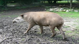 Tapir Paarung  Parung Bei Tieren  Paarung der Tiere [upl. by Brown299]