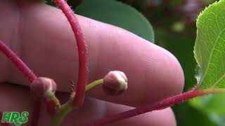 ARCTIC KIWI  Actinidia arguta  Second year flowering 2018 Pt1 [upl. by Naginnarb423]