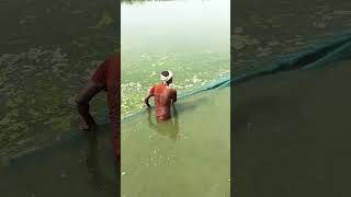 fishingvideo fishing seafish seafood villagefish fish fishermanvillage fishseafood [upl. by Adnov]