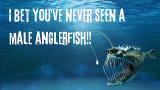 Did You Know How Anglerfish Reproduce in a Bizarre Way [upl. by Ecinerev246]