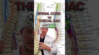 𝗠𝗼𝘀𝘁 𝗱𝗼𝗻’𝘁 𝗸𝗻𝗼𝘄 Spinal Cord vs Thecal Sac [upl. by Atinev]