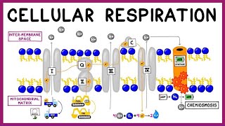 Cellular Respiration Glycolysis Krebs Cycle amp the Electron Transport Chain [upl. by Eirojram]