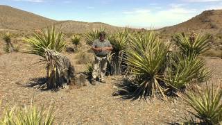 Way of Things The Yucca Tree [upl. by Eintrok]