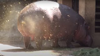 AMAZING HIPPO POOPING SPINNING TAIL  ONE OF A KIND FOUNTAIN BURST OF EPIC PROPORTIONS [upl. by Blackmun]