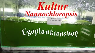 Kultur Phytoplankton Nannochloropsis [upl. by Fiske]