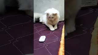 NANCY FUNNY VIDEO virelvidiocuteanimal cat trending catlover virelvidieo cutecat virelvedio [upl. by Gleason]