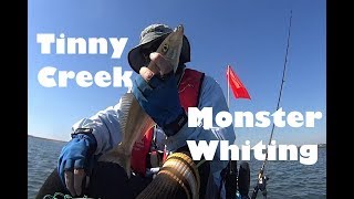 Monster whiting at Tingalpa Creek on plastics and unboxing my MadMics order [upl. by Ninazan]