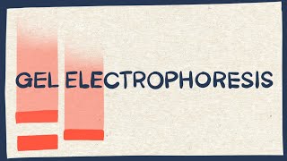 SDS PAGE I Polyacrylamide Gel Electrophoresis I Technique Complete Detail [upl. by Sophey324]