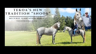 quotMeet Snookquot Dapple Grey McCurdy Plantation Gelding For Sale GaitedTrailEndurance [upl. by Gadmann]