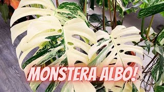 Monstera ALBO Variegata COMPLETE Care Guide  Propagation and Common Problems [upl. by Marlo]