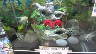 BioResearch in SM MegaMall Pet Store Part 23 [upl. by Fausta]