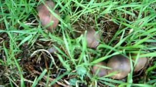 Shaggy Parasol filmed in the Storm [upl. by Concordia]