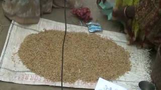 Paddy seed treatment with bavistin [upl. by Gagliano541]