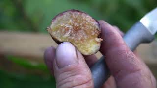 Fig Variety Review and Talk ep 7 [upl. by Minsat782]