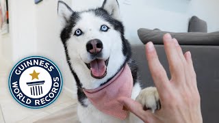 My Husky Attempted This World Record and Broke It [upl. by Carlita439]