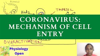 Coronavirus Mechanism of cell entry [upl. by Yeroc754]