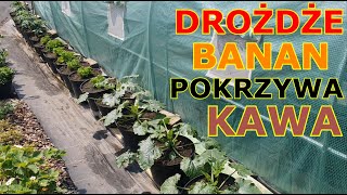 DO WARZYW Pokrzywa Skórka z banana Drożdże Skorupki z jajek Skoszona trawa Popiół Fusy z kawy [upl. by Nicolella]