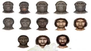 Hominoids Hominids and Hominidae [upl. by Shakespeare]