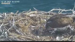 Port L Osprey 11102024 1607 The elder one pecked the younger one after meal [upl. by Goldsmith484]