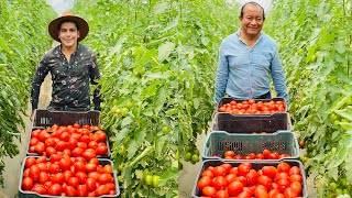 Jitomate o Tomate Saladette de invernadero  Tratamiento de la tierra  Podas  Sistema de riego [upl. by Ytsirhk]