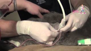 How to perform a thoracocentesis in a cat  VETgirl Veterinary CE Videos [upl. by Needan]