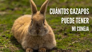 cuantos CONEJOS puede TENER una CONEJA  🐇 Cuantas crias tienen los conejos [upl. by Padraic]