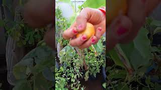 terrace garden low aaku kuralu like share subscribe [upl. by Nolitta490]