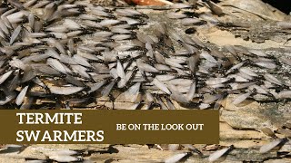 Termite Swarmers 2022 [upl. by Sheryle]