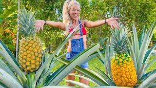 How To Grow GIANT Pineapples at Home Anywhere in the World Fast amp Easy in Containers [upl. by Jarrow760]