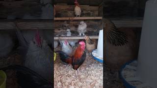 The bantams are doing great bantam chicken shorts fyp [upl. by Garik]