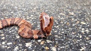 Herping the Croatan National Forest [upl. by Yahsat47]