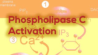 Receptors Signal Transduction and Phosphorylation Cascade [upl. by Ainecey]