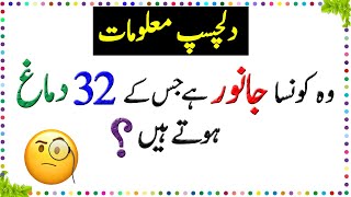 Paheliyan In Urdu  General Knowledge Questions And Answer  Facts About Animals Brain  Sky Ways [upl. by Ardnasal432]