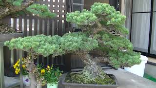 whits is Miyajima Goyomatsu white pine BONSAI 宮島五葉松盆栽 [upl. by Einattirb]