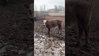 2 AYLIK ANGUS SİMENTAL MELEZİ 👍👍👍 farm animals calf shortvideo bullcalf farming bull cow [upl. by Braden]