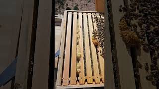 checking on my bee hives and preparing for winter bees bee beekeeping westtexas beesofyoutube [upl. by Savil]