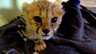 Cute Baby Cheetah [upl. by Ermentrude]