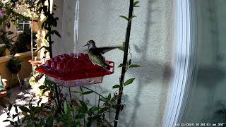 Male Annas hummingbird with pin feathers [upl. by Boccaj]