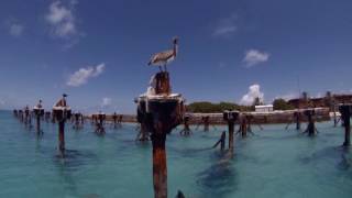 Snorkeling the Coal Pilings at Fort Jefferson Dry Tortugas National Park RAW [upl. by Alie245]