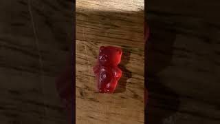 ABCDEFG GUMMY BEARS R CHASING ME😂🤣 funny [upl. by Camile]