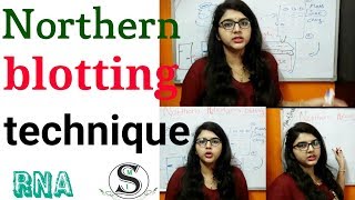 Northern blotting technique in hindi [upl. by Novets]