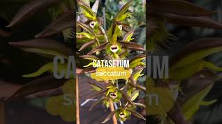 Catasetum saccatum [upl. by Admana271]