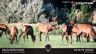 Willis River Ranch Wildlife Video [upl. by Llerol]