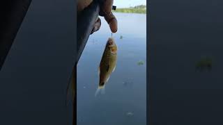 small karimeen fishing in vembanadu kayal [upl. by Ennovyhs]