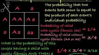 Probabilities and Punnett Squares [upl. by Jaenicke]