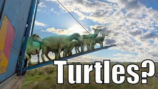 We Shear Turtles  Australian Sheep Farm Vlog [upl. by Llennyl]