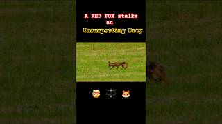 A RED FOX🦊 stalks an unsuspecting prey and the hunt ends in a LIGHTNING FAST Pounce See the action [upl. by Atnamas145]